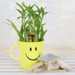 Good Luck Gifts for Friends - Kaju Katli Sweet with Good luck Bamboo Plant