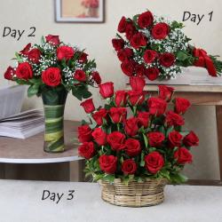 Valentine Serenades Gifts - Three Days Surprise Gifts Delivery For Valentine